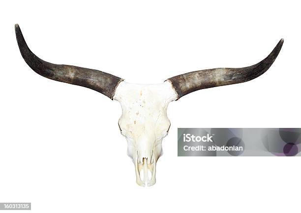 Photo libre de droit de Crâne De Taureau À Longues Cornes banque d'images et plus d'images libres de droit de Vache du Texas - Vache du Texas, Objet ou sujet détouré, Animal mort