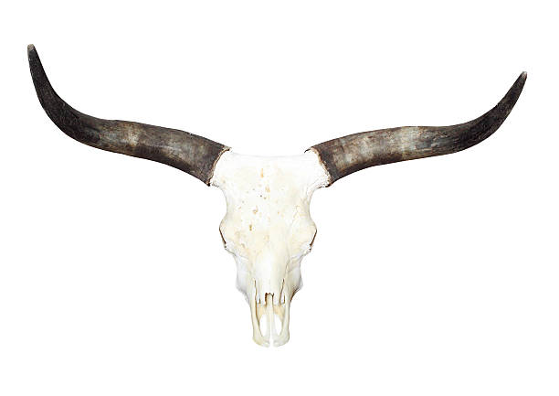 istock Bull skull with long horns. 160313135