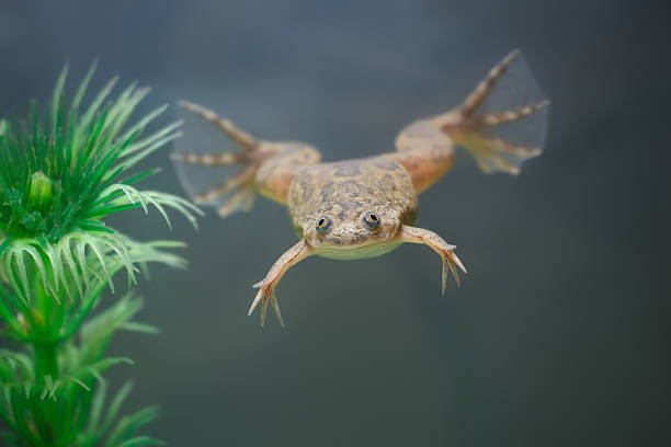 istock exotic yellow  frog swim in an aquarium 160313373