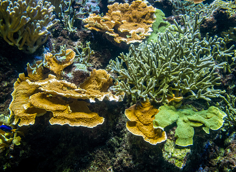 Different varieties of corals with detailed structures growing on rocks in an aquarium. Vivid colors on display.