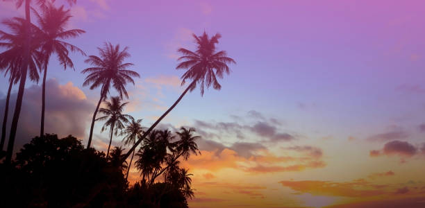 istock Summer with colorful theme as palm trees background as texture frame background 1603148752