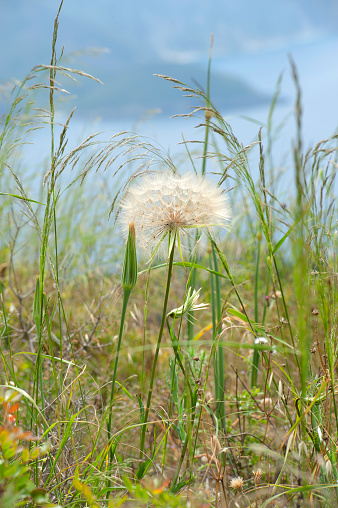 Dandelion wildflower stem and seed head,  Castelo d'Angelo, Castle of the Angels,Island of Corfu, Greece. Corfu, or Korkyra, lies to the west of the Greek and Albanian mainland and separates the Adriatic from the Ionian Seas. Largely formed from Limestone, the island measuring some thirty miles by 18 miles is now a tourist destination, known for its beaches, climate and olives. Medieval castles and ancient ruins chart the military history of the island back to ancient Greek mythology.