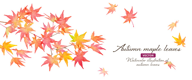 Branches and fallen leaves of reddish autumn leaves. Watercolor illustration banner background. Japanese style (vector, layout changeable)