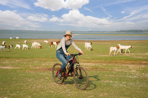 Asian farmer is riding bicycle in the field and watch goats graze. People lifestyle at the countryside on daily summer.
