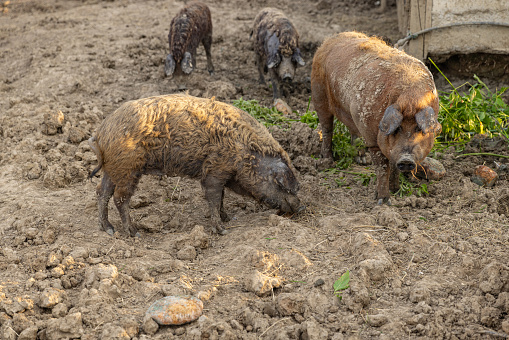 Mangalica Hungarian breed of domestic pigs in the farmyard