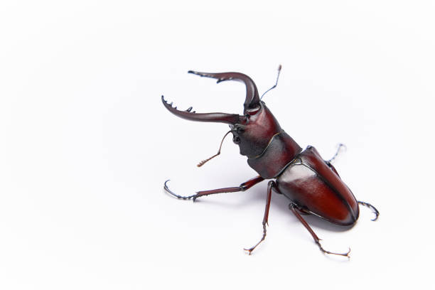 One large Japanese stag beetle with one white background