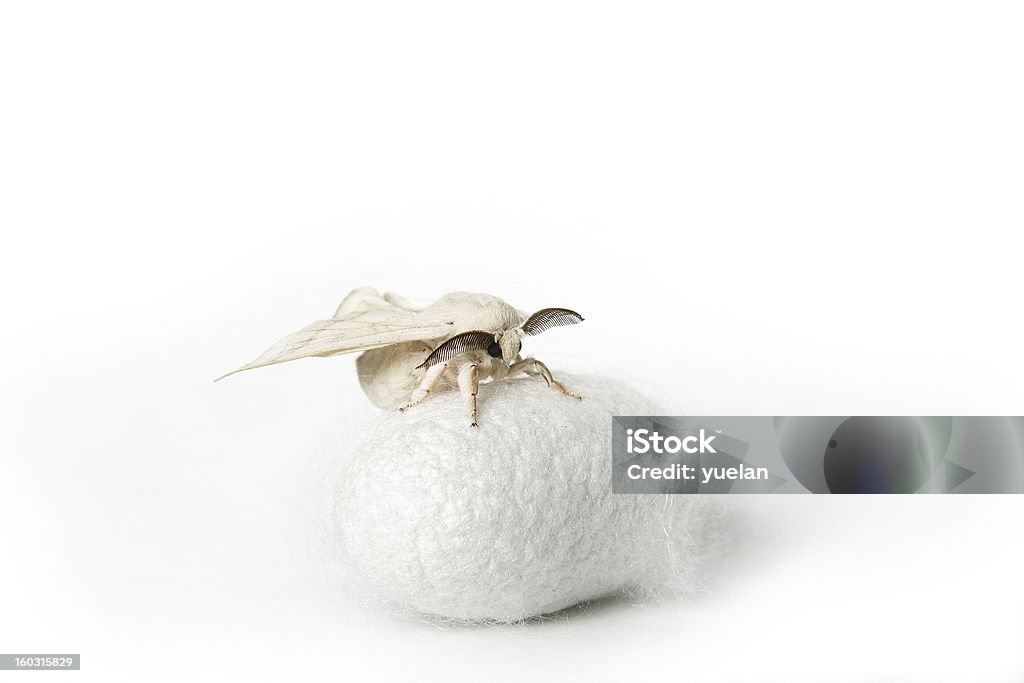 Polilla de seda en blanco crisálida - Foto de stock de Blanco - Color libre de derechos