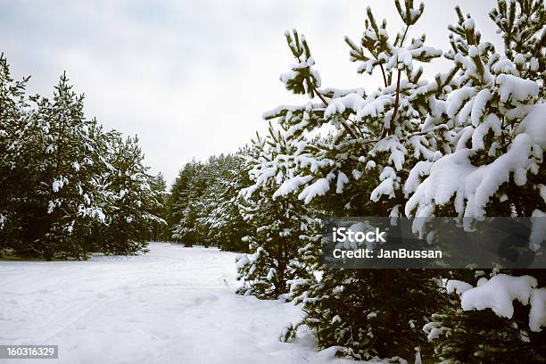 Foresta Di Inverno Coperto Con Neve - Fotografie stock e altre immagini di Albero - Albero, Albero sempreverde, Ambientazione esterna