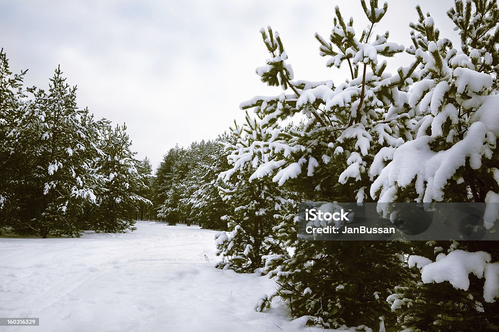 Floresta de inverno coberto de neve - Foto de stock de Azul royalty-free