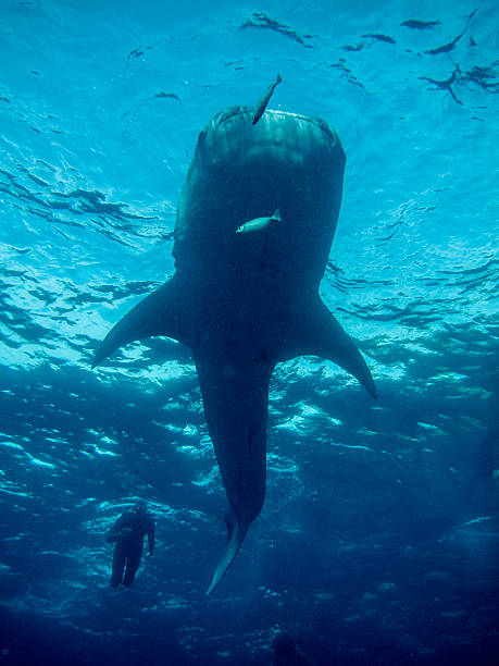 istock Whale Shark Diving in Oslob 160316376
