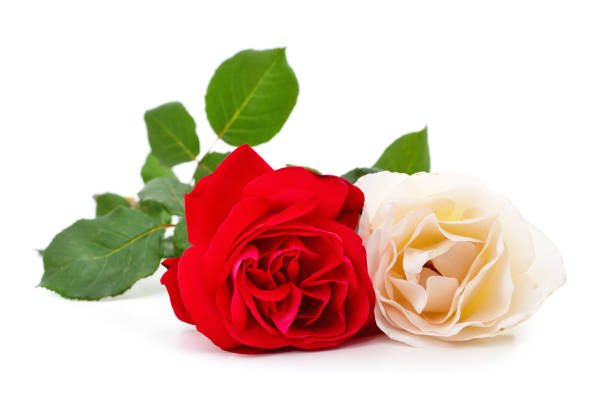 istock Beautiful white and red roses. 1603167501