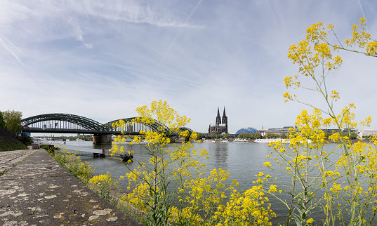 Gelb-Blühende Pflanzen am Rhein an der Kaimauer im rechtsrheinischen Köln kündigen den Frühling an. Im Hintergrund die Hohenzollernbrücke und der Kölner Dom