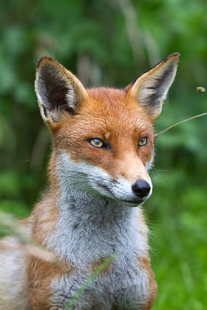 Red Fox close up stock photo