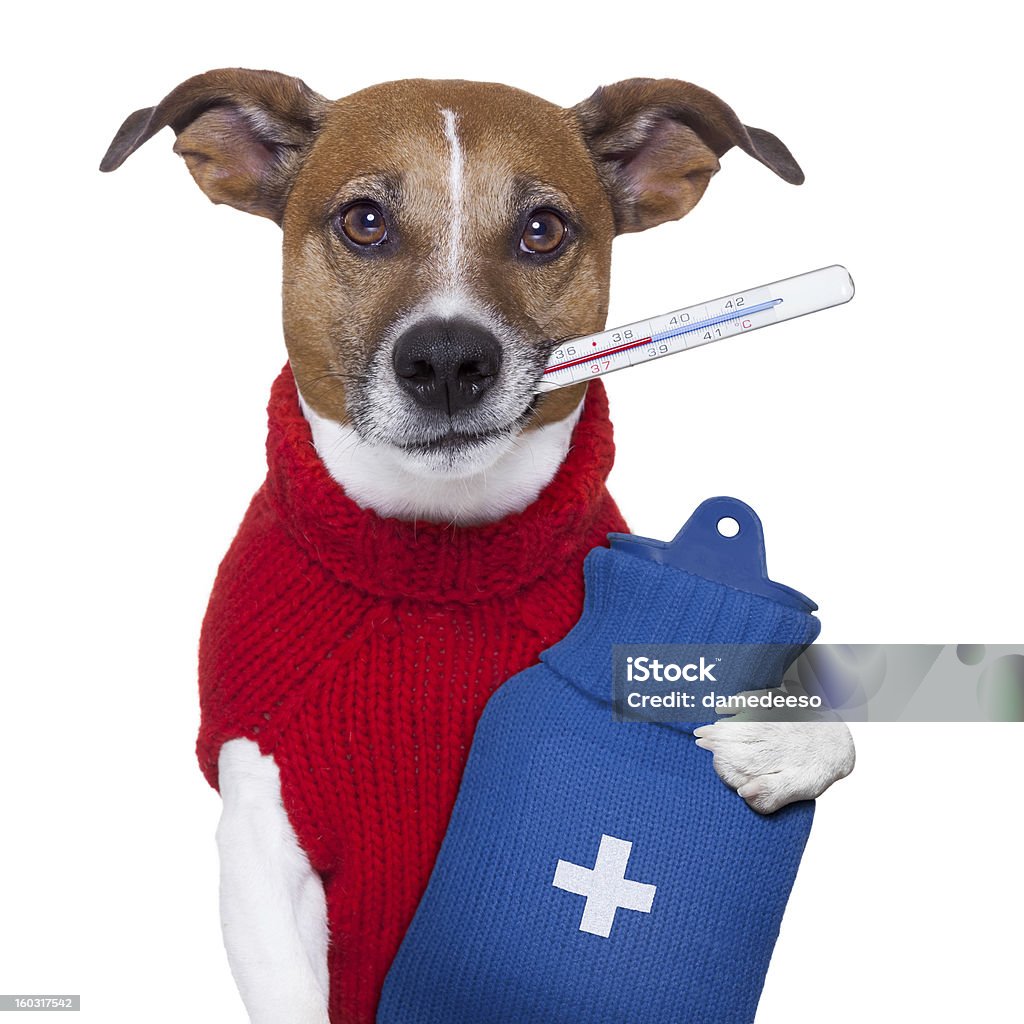 sick dog sick ill cold dog  with fever and hot water bottlesick ill cold dog  with fever Animal Stock Photo