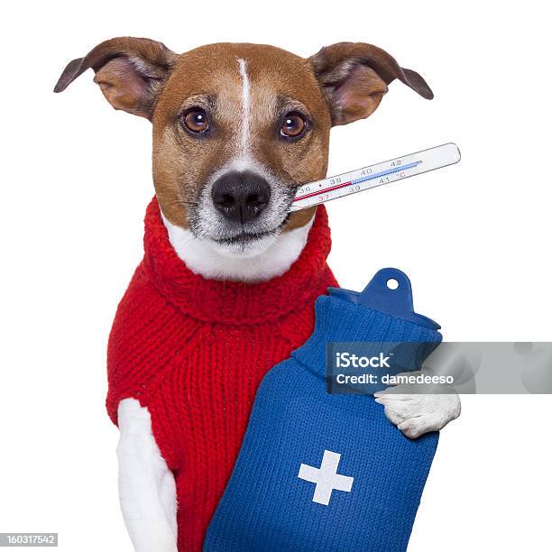 Sick Dog Stock Photo - Download Image Now - Animal, Animal Hospital, Canine - Animal