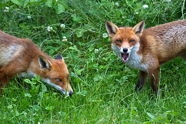 Red Fox stock photo