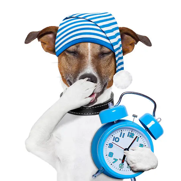 sleepyhead dog tired with clock and funny nightcap