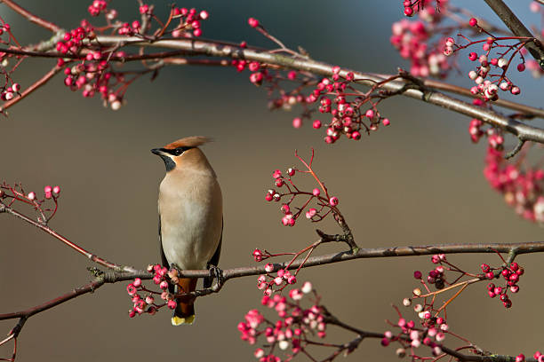 Bohemian Waxwing sitting in sorbus tree with berries stock photo