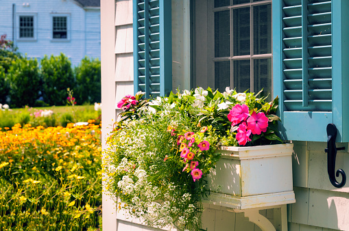 A blue shuttered window is decorated with a window box with  overflowing with colorful flowers on Cape Cod.