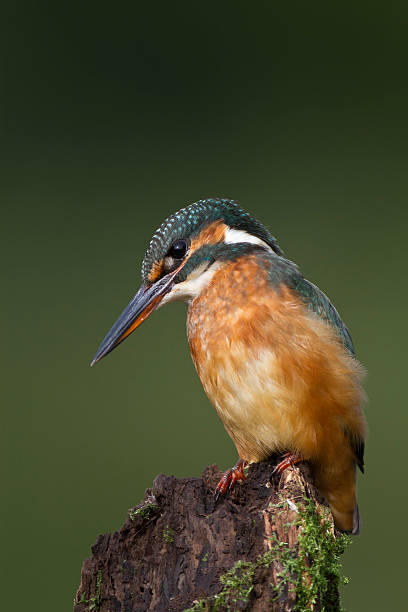 Kingfisher stock photo