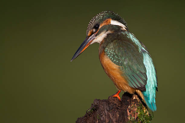 female kingfisher in beautiful light stock photo