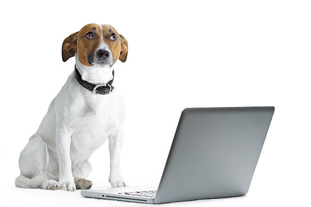 Dog Getting Internet 170+ Www Is Dog Stock Photos, Pictures & Royalty-Free Images - iStock