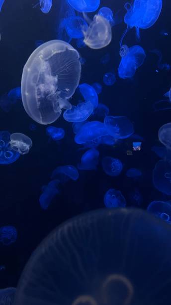 istock A lot of jellyfish 1603179047