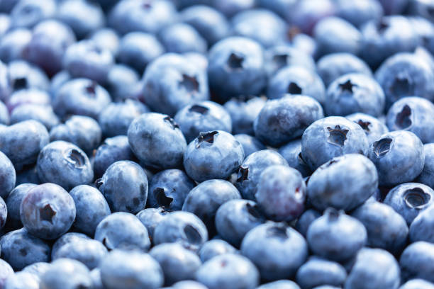 fresh blueberries as background stock photo