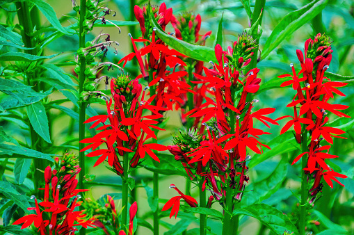 Stalks of bright red cardinal flowers grow in profusion in a damp spot of a Cape Cod garden