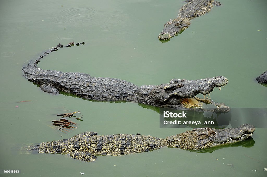 Crocodilos. - Foto de stock de Anfíbio royalty-free