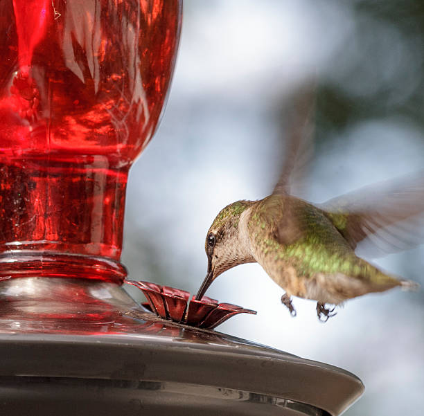 Humming bird at feeder stock photo