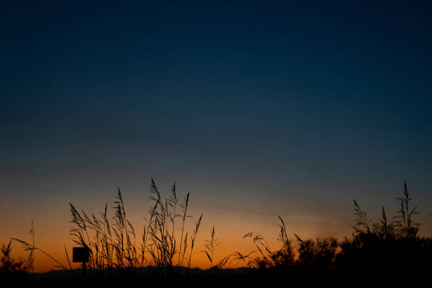 Silhouette of tall grass during sunset