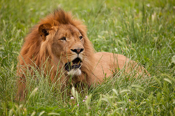 lion stock photo