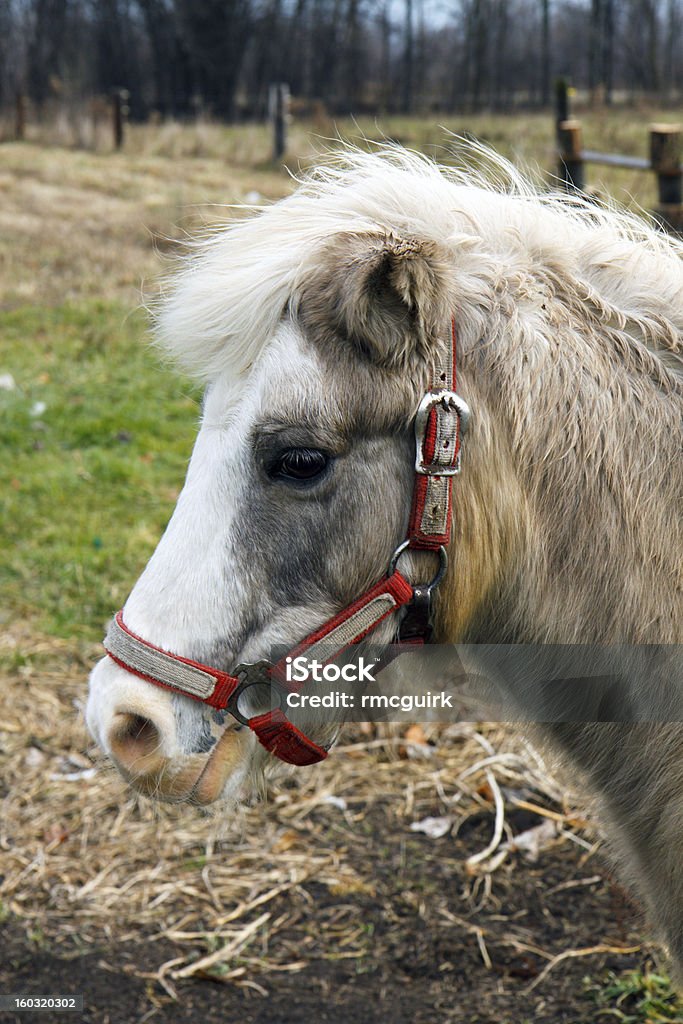 Marrone e color cuoio profilo di testa di cavallo - Foto stock royalty-free di Ambientazione esterna