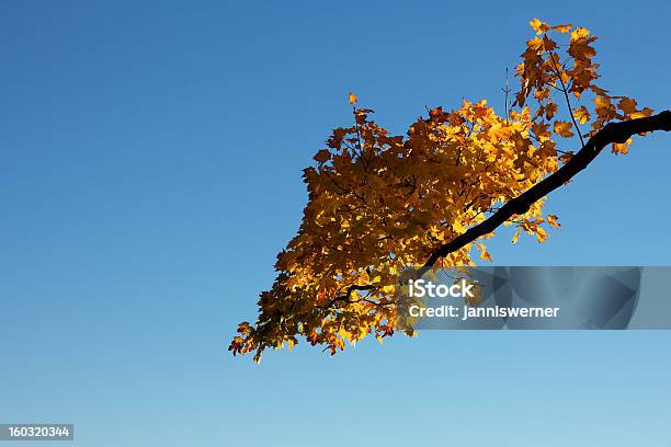Jesień Gałąź Przed Bezchmurne Niebo Prawo - zdjęcia stockowe i więcej obrazów Bez ludzi - Bez ludzi, Bezchmurne niebo, Fotografika