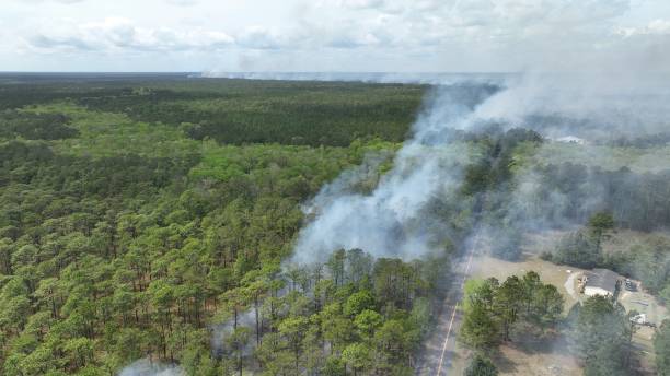 istock Forest management prescribed controlled burning of pine tree forest to prevent wildfires 1603203496