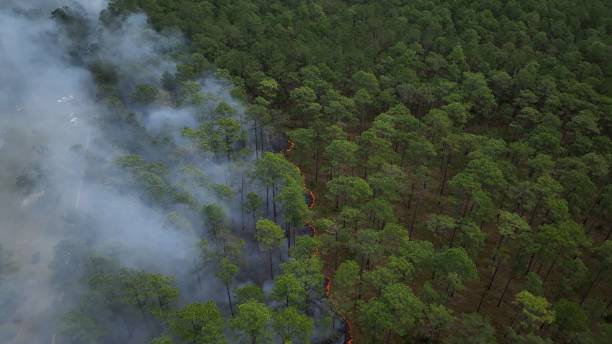 istock Forest management prescribed controlled burning of pine tree forest to prevent wildfires 1603203500