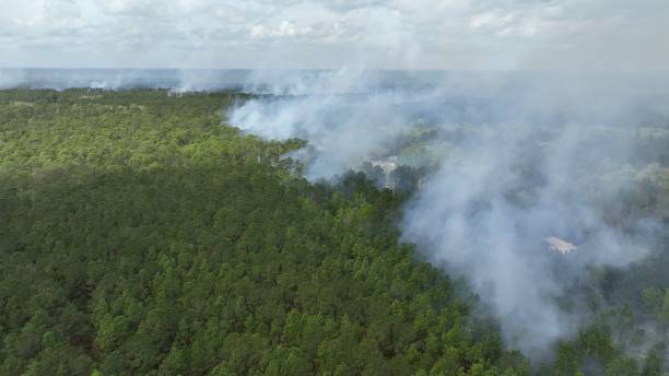 istock Forest management prescribed controlled burning of pine tree forest to prevent wildfires 1603203507