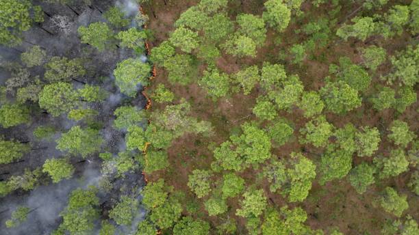 istock Forest management prescribed controlled burning of pine tree forest to prevent wildfires 1603204037
