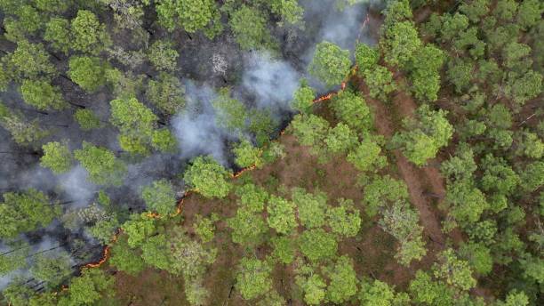 istock Forest management prescribed controlled burning of pine tree forest to prevent wildfires 1603204040