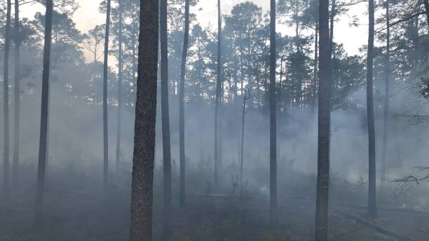 istock Forest management prescribed controlled burning of pine tree forest to prevent wildfires 1603204048