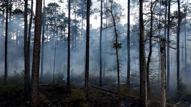 istock Forest management prescribed controlled burning of pine tree forest to prevent wildfires 1603204049