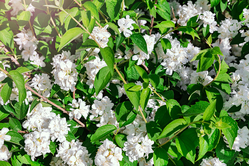 Chubushnik Ivolistny. Blooming flowers in the garden. ( lat. Philadelphus). Hydrangea family. Shrub with white flowers. Floral background.