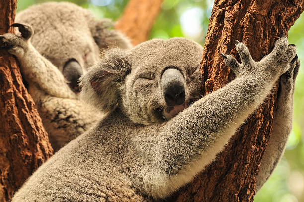 Sleeping koalas stock photo