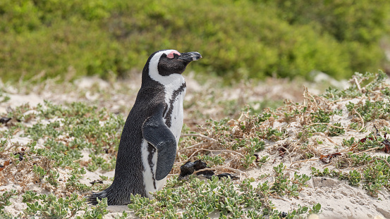 Super-sharp Photo of Black-footed penguin at Boulders Beach,  South Africa, taken with Medium Format and prime lens