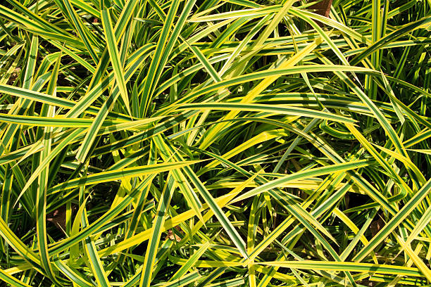 istock Ornamental grass like house plant 160320820