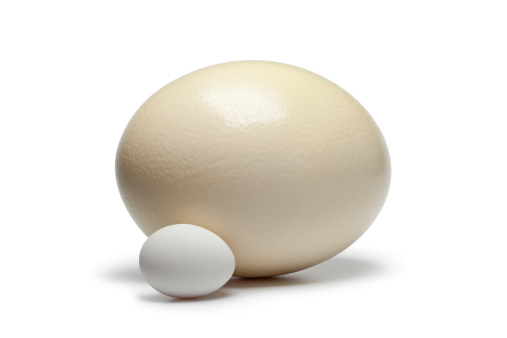 Ostrich egg and chicken egg to compare the size