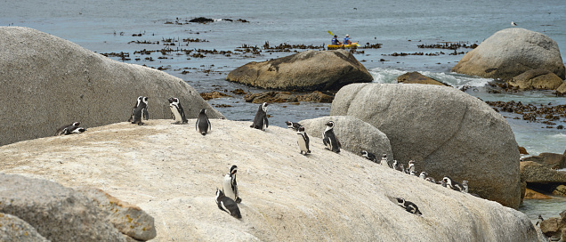 Landscape view of a colony of black and white penguins walking out of water. Beach with smooth boulders, white sand, blue water, green bushes and trees.