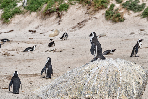 Super-sharp Photo of Black-footed penguin at Boulders Beach,  South Africa, taken with Medium Format and prime lens