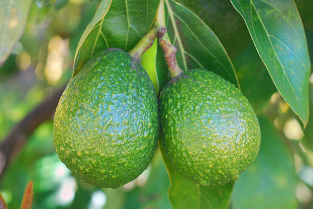 Avocados Ripening Close-up of Avocados ripening on the tree, Hass variety. hass avocado stock pictures, royalty-free photos & images